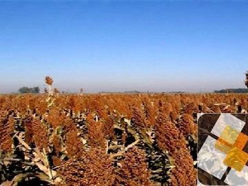 Campo en venta de 900 has ubicado en Puán Pcia. de Buenos Aires