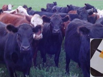 Campo en venta de 900 has ubicado en Puán Pcia. de Buenos Aires