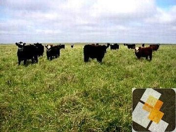 Campo en venta de 900 has ubicado en Puán Pcia. de Buenos Aires