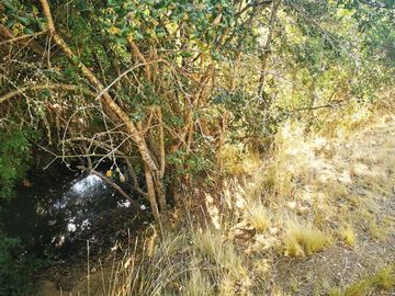 Sitio en Venta en Cancha alegre