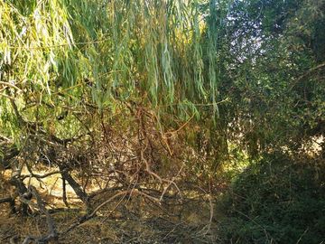 Sitio en Venta en Cancha alegre