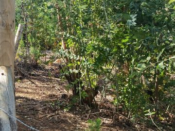 Sitio en Venta en Tranque tutuven en Cauquenes