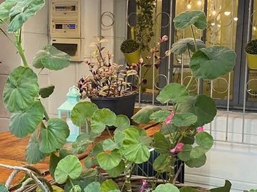 Local Comercial en Venta en Cafetería Pastelería Centro de Producción en Ñuñoa
