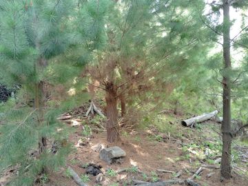 Oportunidad agroforestal: Predio productivo a la venta
