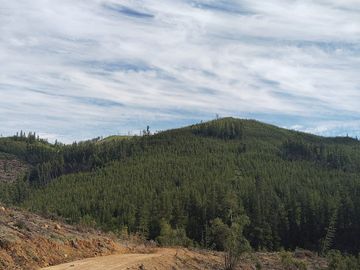 Oportunidad agroforestal: Predio productivo a la venta