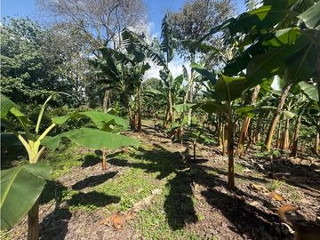 VENDO FINCA EN QUIMBAYA