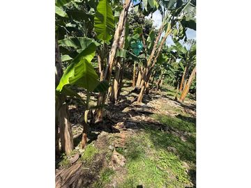 VENDO FINCA EN QUIMBAYA