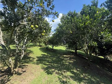 VENDO FINCA EN QUIMBAYA