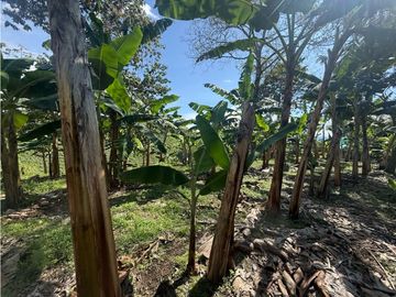 VENDO FINCA EN QUIMBAYA