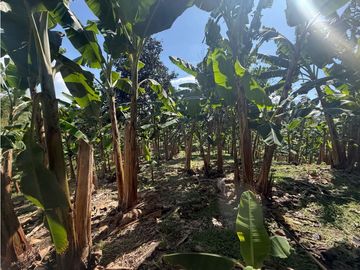 VENDO FINCA EN QUIMBAYA