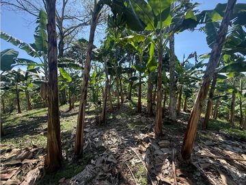 VENDO FINCA EN QUIMBAYA