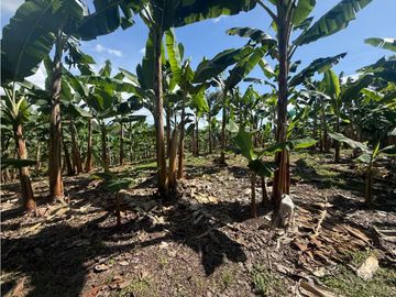 VENDO FINCA EN QUIMBAYA