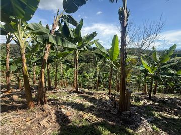 VENDO FINCA EN QUIMBAYA