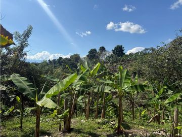 VENDO FINCA EN QUIMBAYA