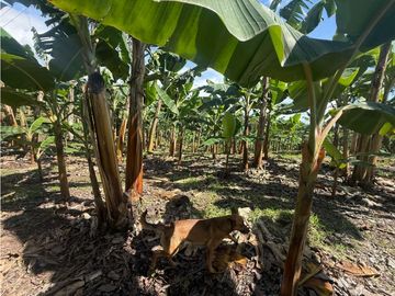 VENDO FINCA EN QUIMBAYA