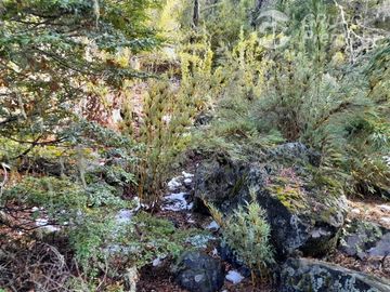 Sitio en Venta en Las Encinas, Las Trancas, Camino a Termas de Chillán