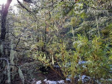 Sitio en Venta en Las Encinas, Las Trancas, Camino a Termas de Chillán