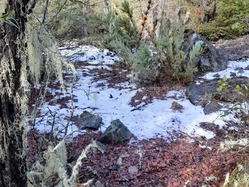 Sitio en Venta en Las Encinas, Las Trancas, Camino a Termas de Chillán