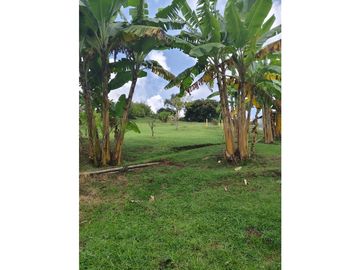 Vendo finca en Fredonia Antioquia