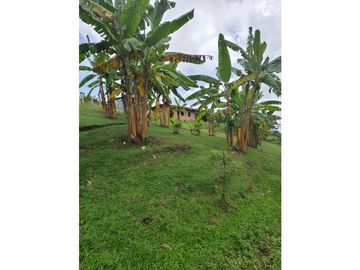Vendo finca en Fredonia Antioquia
