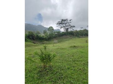 Vendo finca en Fredonia Antioquia