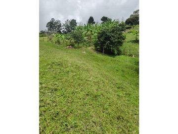 Vendo finca en Fredonia Antioquia