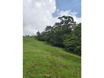 Vendo finca en Fredonia Antioquia