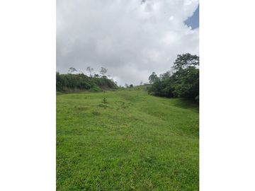 Vendo finca en Fredonia Antioquia