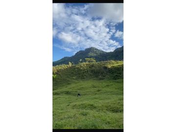 Vendo finca en Fredonia Antioquia