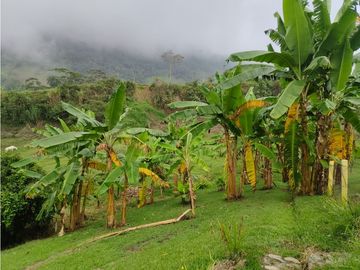 Vendo finca en Fredonia Antioquia