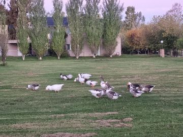 VENTA, CASA A LAGUNA, POSADA DE LOS LAGOS  al 100