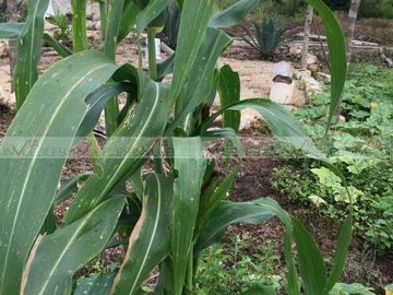 Terreno Para Desarrollar En Venta En Temax, Temax, Yucatán