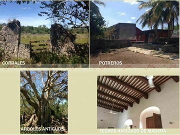 Terreno Para Desarrollar En Venta En Temax, Temax, Yucatán