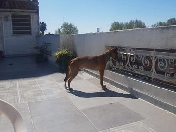 PH 4/5  AMBIENTES CON COCHERA, TERRAZA , QUINCHO Y PATIO ,   SÓLO DOS UNIDADES  . SUP TOTAL 288 M2, M2 DE RIVADAVIA Y PLAZA LOS ANDES