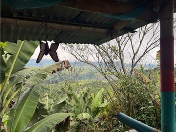 Se vende casa lote los pinos Circasia Quindio