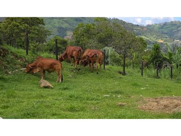 VENTA ESPECTACULAR FINCA EN COPACABANA - ANTIOQUIA.