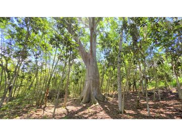 Vendo Parcela La Ceiba Vda. Llano Barichara