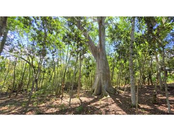 Vendo Parcela La Ceiba Vda. Llano Barichara