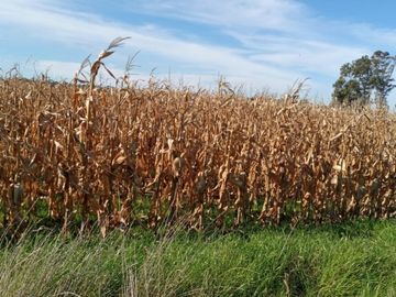Venta campo 30 HectÃ¡reas a 10 min del centro de Miramar.
