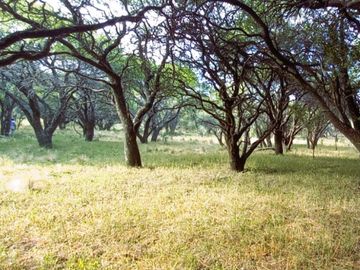 EN VENTA CAMPO 454 - DPTO. TOAY LA PAMPA
