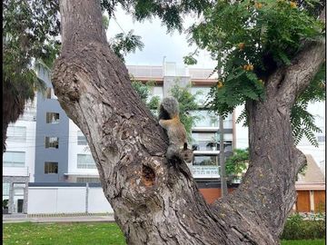 EXCLUSIVO DÚPLEX EN SANTIAGO DE SURCO – LUJO, ESPACIO Y UBICACIÓN PRIVILEGIADA
