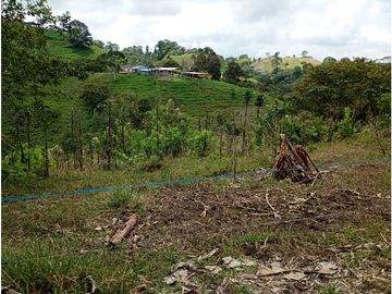 Venta Finca Filandia Quindio - Colombia  COD: 8975606