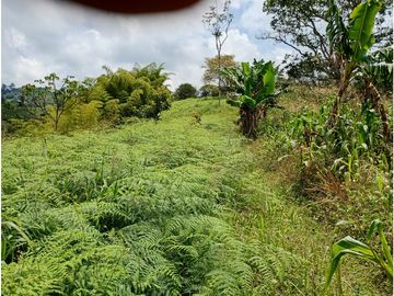 Venta Finca Filandia Quindio - Colombia  COD: 8975606