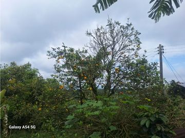 Venta Finca Filandia Quindio - Colombia  COD: 8975606