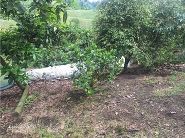 Venta Finca Filandia Quindio - Colombia  COD: 8975606