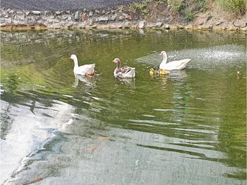 CASA CAMPESTRE HOTEL EN VENTA, MULALO, YUMBO, VALLE DEL CAUCA