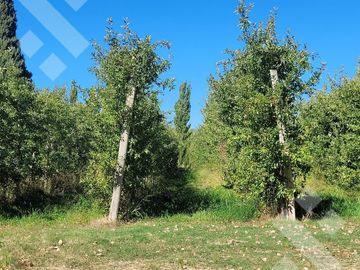 Venta Chacra  con Residencia y Galpón 3,5 has Allen. R Negro