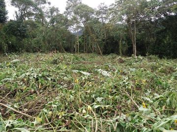 Terreno de venta en  Mindo a precio de remate
