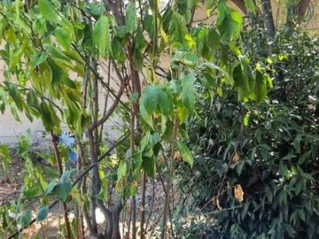 Terreno Construccion  en Venta en Huanhuali