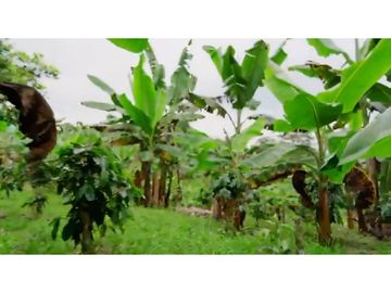 VENDO FINCA HOTEL FILANDIA - QUINDIO